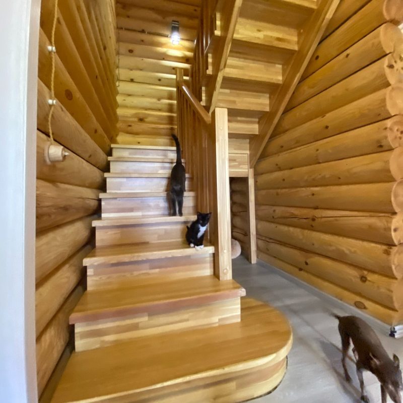 П-образная деревянная лестница из натурального ясеня в срубе